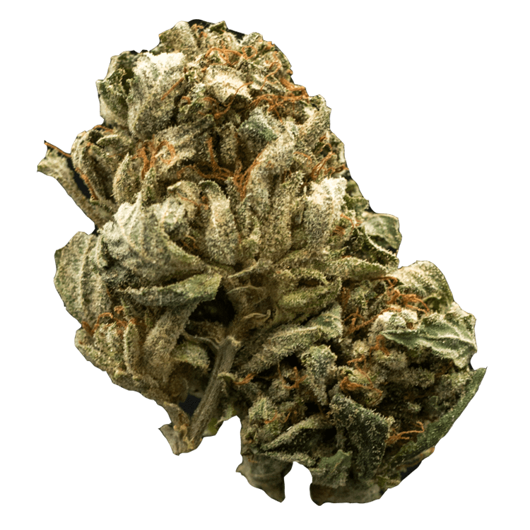 Chernobyl – 1 Ounce | BC Weed Edible Canada Chernobyl – 1 Ounce | BC Weed Edible Canada