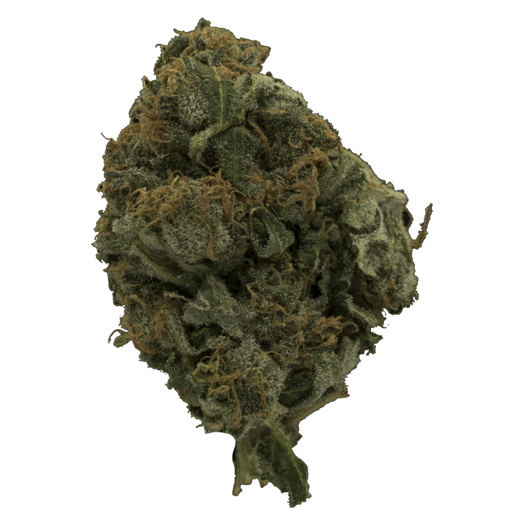 Chocolate Orange – 1 Ounce | BC Weed Edible Canada Chocolate Orange – 1 Ounce | BC Weed Edible Canada