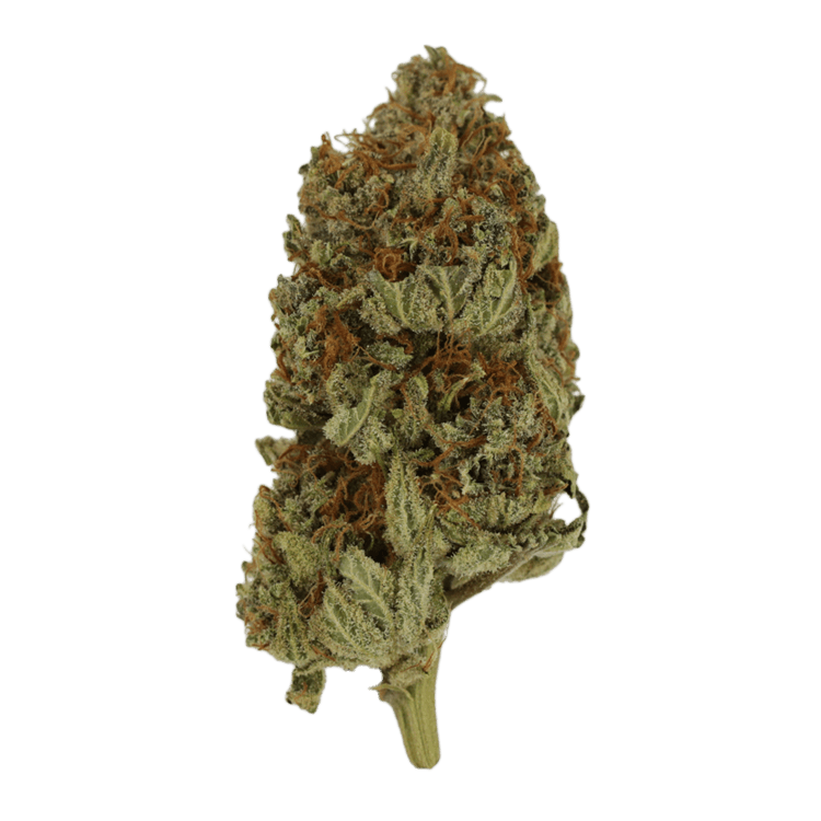 Congo | BC Weed Edible Canada